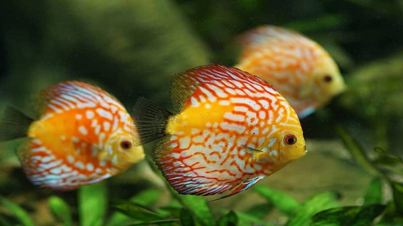 nam mo thay ca danh con gi 3 Điềm báo về những giấc chiêm bao thấy cá