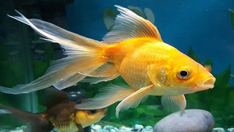 nam mo thay ca danh con gi 4 Nằm mơ thấy cá đánh con gì? Chốt số đề cực chuẩn