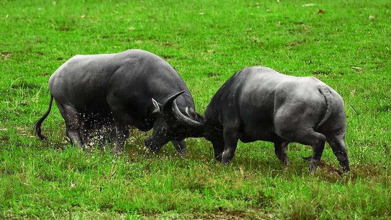 nam mo thay trau danh con gi 1 Luận giải giấc chiêm bao thấy trâu là lành hay dữ