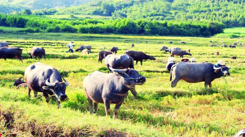 nam mo thay trau danh con gi 2 Điềm báo về giấc mộng thấy trâu
